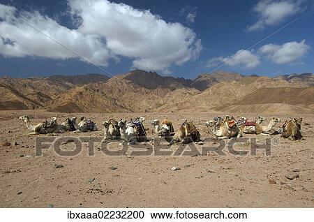 "Arabian camels (Camelus dromedarius) in the desert, Dahab, Egypt, Africa" View Large Photo Image Stock Image - "Arabian camels (Camelus dromedarius) in the desert, Dahab, Egypt, Africa". Fotosearch