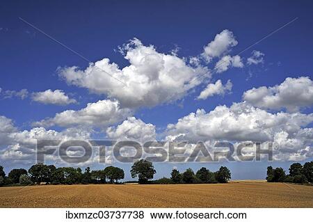 Stock Photo - "Arable field and a row of trees with cumulus clouds, Othenstorf, Mecklenburg-Western Pomerania, Germany, Europe". Fotosearch