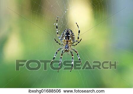 Araneus orb-weaving spider (Araneus) in its web View Large Photo Image Stock Photograph - Araneus orb-weaving spider (Araneus) in its web. Fotosearch