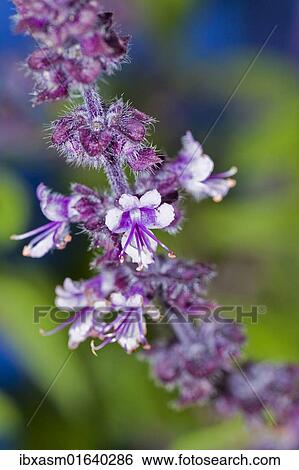 "Ararat-Basil (Ocimum basilicum), violet flowers" View Large Photo Image Stock Photograph - "Ararat-Basil (Ocimum basilicum), violet flowers". Fotosearch