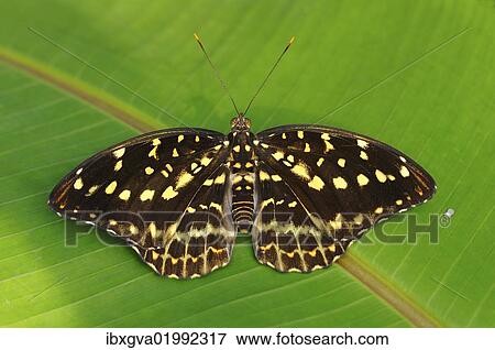 "Archduke (Lexias dirtea), tropical butterfly, habitat Thailand, Asia" View Large Photo Image Stock Photo - "Archduke (Lexias dirtea), tropical butterfly, habitat Thailand, Asia". Fotosearch