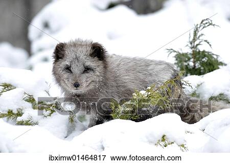 Arctic fox (Alopex lagopus) View Large Photo Image Stock Photo - Arctic fox (Alopex lagopus). Fotosearch