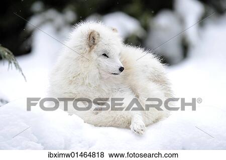 Arctic fox (Alopex lagopus) View Large Photo Image Stock Photo - Arctic fox (Alopex lagopus). Fotosearch