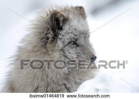 Arctic fox (Alopex lagopus) View Large Photo Image Stock Photo - Arctic fox (Alopex lagopus). Fotosearch