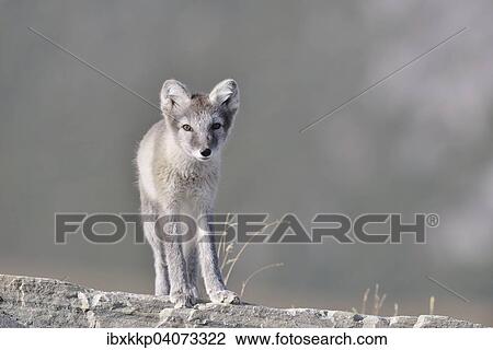"Arctic fox (Vulpes lagopus, Alopex lagopus), young standing on a rock, Dovrefjell-Sunndalsfjella National Park, Norway, Europe" View Large Photo Image Stock Image - "Arctic fox (Vulpes lagopus, Alopex lagopus), young standing on a rock, Dovrefjell-Sunndalsfjella National Park, Norway, Europe". Fotosearch