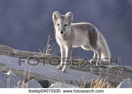 "Arctic fox (Vulpes lagopus, Alopex lagopus), young standing on a rock, Dovrefjell-Sunndalsfjella National Park, Norway, Europe" View Large Photo Image Stock Image - "Arctic fox (Vulpes lagopus, Alopex lagopus), young standing on a rock, Dovrefjell-Sunndalsfjella National Park, Norway, Europe". Fotosearch