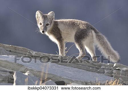 "Arctic fox (Vulpes lagopus, Alopex lagopus), young standing on a rock, Dovrefjell-Sunndalsfjella National Park, Norway, Europe" View Large Photo Image Stock Image - "Arctic fox (Vulpes lagopus, Alopex lagopus), young standing on a rock, Dovrefjell-Sunndalsfjella National Park, Norway, Europe". Fotosearch