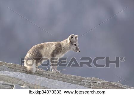 "Arctic fox (Vulpes lagopus, Alopex lagopus), young on a rock, Dovrefjell-Sunndalsfjella National Park, Norway, Europe" View Large Photo Image Stock Image - "Arctic fox (Vulpes lagopus, Alopex lagopus), young on a rock, Dovrefjell-Sunndalsfjella National Park, Norway, Europe". Fotosearch