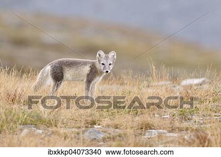"Arctic fox (Vulpes lagopus, Alopex lagopus), young in Fjell, Dovrefjell-Sunndalsfjella National Park, Norway, Europe" View Large Photo Image Stock Image - "Arctic fox (Vulpes lagopus, Alopex lagopus), young in Fjell, Dovrefjell-Sunndalsfjella National Park, Norway, Europe". Fotosearch