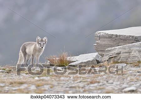 "Arctic fox (Vulpes lagopus, Alopex lagopus), young in Fjell, Dovrefjell-Sunndalsfjella National Park, Norway, Europe" View Large Photo Image Stock Image - "Arctic fox (Vulpes lagopus, Alopex lagopus), young in Fjell, Dovrefjell-Sunndalsfjella National Park, Norway, Europe". Fotosearch