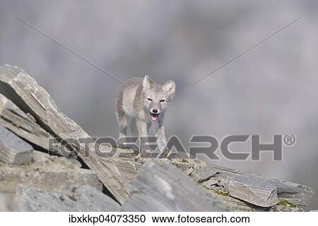 "Arctic fox (Vulpes lagopus, Alopex lagopus), young standing on a rock, Dovrefjell-Sunndalsfjella National Park, Norway, Europe" View Large Photo Image Stock Image - "Arctic fox (Vulpes lagopus, Alopex lagopus), young standing on a rock, Dovrefjell-Sunndalsfjella National Park, Norway, Europe". Fotosearch