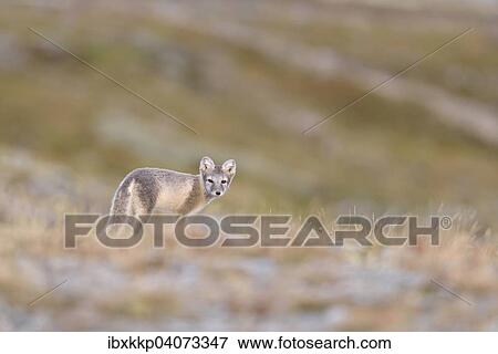 "Arctic fox (Vulpes lagopus, Alopex lagopus), young in Fjell, Dovrefjell-Sunndalsfjella National Park, Norway, Europe" View Large Photo Image Stock Photo - "Arctic fox (Vulpes lagopus, Alopex lagopus), young in Fjell, Dovrefjell-Sunndalsfjella National Park, Norway, Europe". Fotosearch