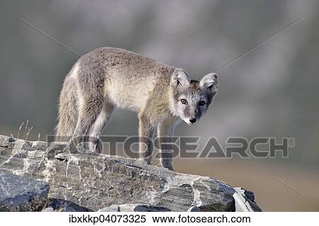 "Arctic fox (Vulpes lagopus, Alopex lagopus), young standing on a rock, Dovrefjell-Sunndalsfjella National Park, Norway, Europe" View Large Photo Image Stock Photography - "Arctic fox (Vulpes lagopus, Alopex lagopus), young standing on a rock, Dovrefjell-Sunndalsfjella National Park, Norway, Europe". Fotosearch