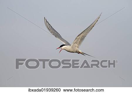 Stock Image - "Arctic Tern (Sterna paradisaea), adult bird in flight, calling". Fotosearch