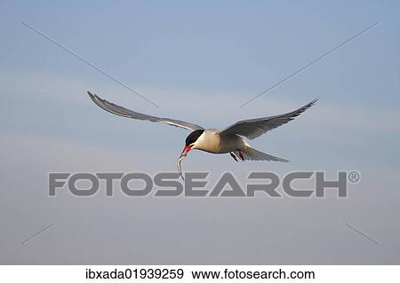 "Arctic Tern (Sterna paradisaea), adult bird in flight with a caught fish" View Large Photo Image Stock Photo - "Arctic Tern (Sterna paradisaea), adult bird in flight with a caught fish". Fotosearch