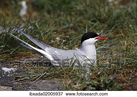 "Arctic Tern (Sterna paradisaea), adult bird on nest, Eidersperrwerk, North Frisia, Germany, Europe" View Large Photo Image Stock Photo - "Arctic Tern (Sterna paradisaea), adult bird on nest, Eidersperrwerk, North Frisia, Germany, Europe". Fotosearch