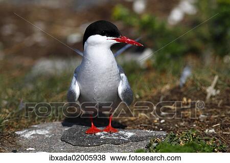 "Arctic Tern (Sterna paradisaea), adult bird, standing on rock, Eidersperrwerk, North Frisia, Germany, Europe" View Large Photo Image Stock Photo - "Arctic Tern (Sterna paradisaea), adult bird, standing on rock, Eidersperrwerk, North Frisia, Germany, Europe". Fotosearch