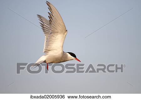 "Arctic Tern (Sterna paradisaea), adult bird in flight, Eidersperrwerk, North Frisia, Germany, Europe" View Large Photo Image Stock Photograph - "Arctic Tern (Sterna paradisaea), adult bird in flight, Eidersperrwerk, North Frisia, Germany, Europe". Fotosearch
