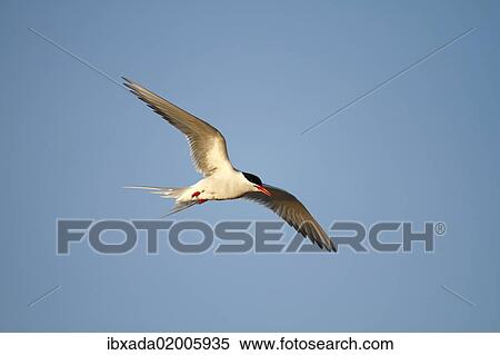 "Arctic Tern (Sterna paradisaea), adult bird in flight, Eidersperrwerk, North Frisia, Germany, Europe" View Large Photo Image Stock Photography - "Arctic Tern (Sterna paradisaea), adult bird in flight, Eidersperrwerk, North Frisia, Germany, Europe". Fotosearch