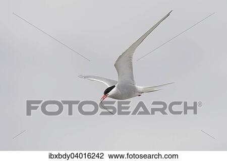 "Arctic tern (Sterna paradisaea) flying with fish prey in its beak, Schleswig-Holstein, Germany, Europe" View Large Photo Image Stock Image - "Arctic tern (Sterna paradisaea) flying with fish prey in its beak, Schleswig-Holstein, Germany, Europe". Fotosearch