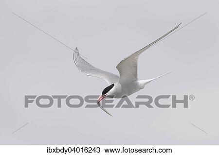 "Arctic tern (Sterna paradisaea) flying with fish prey in its beak, Schleswig-Holstein, Germany, Europe" View Large Photo Image Stock Image - "Arctic tern (Sterna paradisaea) flying with fish prey in its beak, Schleswig-Holstein, Germany, Europe". Fotosearch