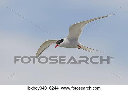 "Arctic tern (Sterna paradisaea) in flight, Schleswig-Holstein, Germany, Europe" View Large Photo Image Picture - "Arctic tern (Sterna paradisaea) in flight, Schleswig-Holstein, Germany, Europe". Fotosearch