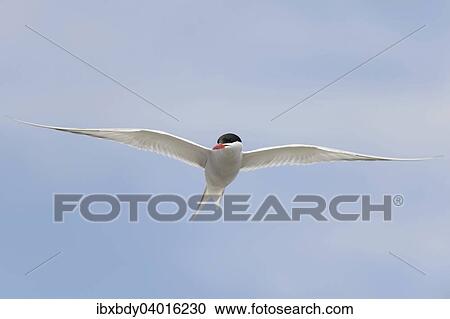 "Arctic tern (Sterna paradisaea) in flight, Schleswig-Holstein, Germany, Europe" View Large Photo Image Stock Image - "Arctic tern (Sterna paradisaea) in flight, Schleswig-Holstein, Germany, Europe". Fotosearch