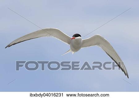Stock Image - "Arctic tern (Sterna paradisaea) in flight, Schleswig-Holstein, Germany, Europe". Fotosearch