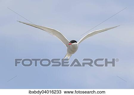 "Arctic tern (Sterna paradisaea) in flight, Schleswig-Holstein, Germany, Europe" View Large Photo Image Stock Image - "Arctic tern (Sterna paradisaea) in flight, Schleswig-Holstein, Germany, Europe". Fotosearch