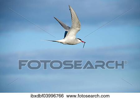 "Arctic Tern (Sterna paradisaea) in flight, Snaefellsnes, Iceland, Europe" View Large Photo Image Stock Photograph - "Arctic Tern (Sterna paradisaea) in flight, Snaefellsnes, Iceland, Europe". Fotosearch