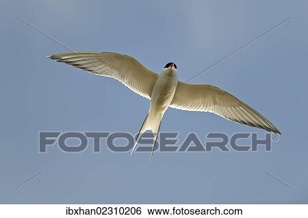 "Arctic Tern (Sterna paradisaea), in flight, Kopasker, Iceland, Europe" View Large Photo Image Stock Photograph - "Arctic Tern (Sterna paradisaea), in flight, Kopasker, Iceland, Europe". Fotosearch