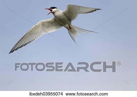 "Arctic tern (Sterna paradisaea) calling in flight, blue sky, Norway, Europe" View Large Photo Image Picture - "Arctic tern (Sterna paradisaea) calling in flight, blue sky, Norway, Europe". Fotosearch