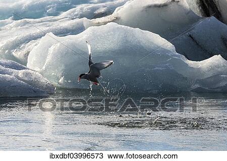 "Arctic Tern (Sterna paradisaea) fishing, icebergs, glacier lake, Jokulsarlon glacier lagoon, Vatnajokull glacier, Austurland, Iceland, Europe" View Large Photo Image Stock Image - "Arctic Tern (Sterna paradisaea) fishing, icebergs, glacier lake, Jokulsarlon glacier lagoon, Vatnajokull glacier, Austurland, Iceland, Europe". Fotosearch