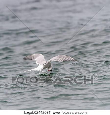 "Arctic tern (Sterna paradisaea) fishing, Svalbard Archipelago, Arctic Norway, Europe" View Large Photo Image Stock Image - "Arctic tern (Sterna paradisaea) fishing, Svalbard Archipelago, Arctic Norway, Europe". Fotosearch