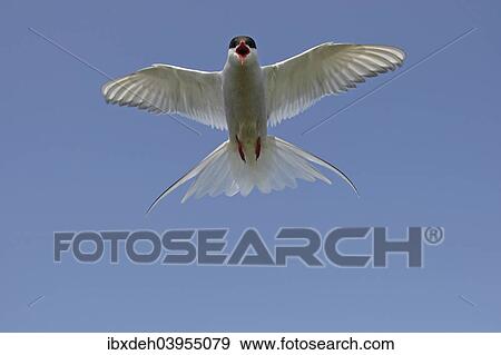 "Arctic tern (Sterna paradisaea) calling in flight, blue sky, Norway, Europe" View Large Photo Image Stock Photo - "Arctic tern (Sterna paradisaea) calling in flight, blue sky, Norway, Europe". Fotosearch