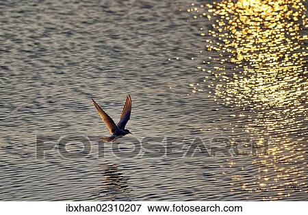"Arctic Tern (Sterna paradisaea), Kopasker, Iceland, Europe" View Large Photo Image Stock Photo - "Arctic Tern (Sterna paradisaea), Kopasker, Iceland, Europe". Fotosearch