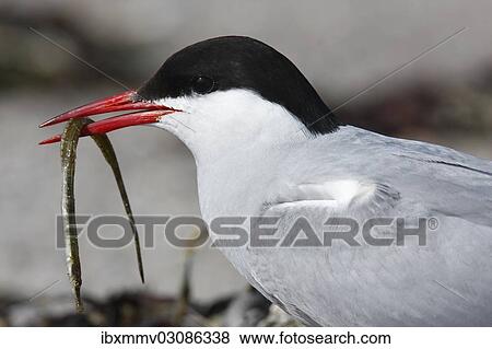 "Arctic Tern (Sterna paradisaea) feeding, East Frisian Islands, East Frisia, Lower Saxony, Germany, Europe" View Large Photo Image Stock Photo - "Arctic Tern (Sterna paradisaea) feeding, East Frisian Islands, East Frisia, Lower Saxony, Germany, Europe". Fotosearch