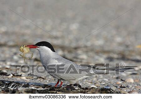 "Arctic Tern (Sterna paradisaea) feeding, East Frisian Islands, East Frisia, Lower Saxony, Germany, Europe" View Large Photo Image Stock Photograph - "Arctic Tern (Sterna paradisaea) feeding, East Frisian Islands, East Frisia, Lower Saxony, Germany, Europe". Fotosearch