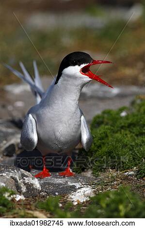 "Arctic Tern (Sterna paradisaea), perched on a rock calling, Eider Barrage, North Frisia or Northern Friesland, Germany, Europe" View Large Photo Image Stock Photography - "Arctic Tern (Sterna paradisaea), perched on a rock calling, Eider Barrage, North Frisia or Northern Friesland, Germany, Europe". Fotosearch