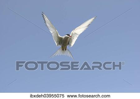 "Arctic tern (Sterna paradisaea) flying, blue sky, Norway, Europe" View Large Photo Image Stock Photography - "Arctic tern (Sterna paradisaea) flying, blue sky, Norway, Europe". Fotosearch