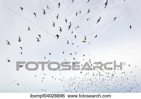 "Arctic Terns (Sterna paradisaea), Sea Lion Island, Falkland Islands, South America" View Large Photo Image Stock Photograph - "Arctic Terns (Sterna paradisaea), Sea Lion Island, Falkland Islands, South America". Fotosearch