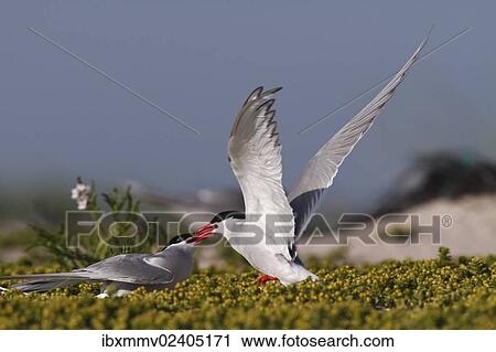 Stock Image - "Arctic Terns (Sterna paradisaea), rivals fighting for territory, Minsener Oog, East Frisian Islands, Lower Saxony Wadden Sea National Park, Lower Saxony, Germany, Europe". Fotosearch