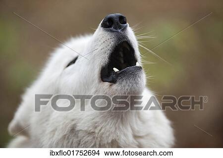 "Arctic wolf, Polar Wolf or White Wolf (Canis lupus arctos), howling, portrait" View Large Photo Image Picture - "Arctic wolf, Polar Wolf or White Wolf (Canis lupus arctos), howling, portrait". Fotosearch