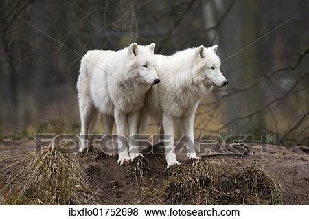 Stock Photo - "Arctic wolf, Polar Wolf or White Wolf (Canis lupus arctos), two". Fotosearch