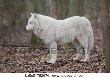 "Arctic wolf, Polar Wolf or White Wolf (Canis lupus arctos)" View Large Photo Image Stock Photograph - "Arctic wolf, Polar Wolf or White Wolf (Canis lupus arctos)". Fotosearch