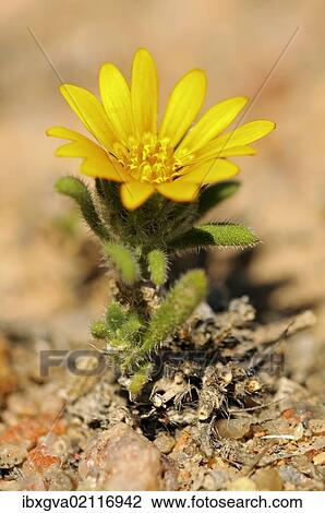 "Arctotis sp., Richtersveld Transfrontier National Park, South Africa, Africa" View Large Photo Image Stock Image - "Arctotis sp., Richtersveld Transfrontier National Park, South Africa, Africa". Fotosearch
