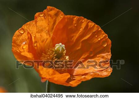 Armenian poppy (Papaver lateritium) View Large Photo Image Stock Photography - Armenian poppy (Papaver lateritium). Fotosearch