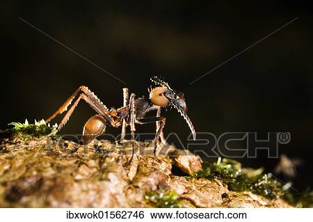 "Army Ant, major (Eciton burchellii), rainforest of La Selva, Costa Rica, Central America, North America" View Large Photo Image Stock Photograph - "Army Ant, major (Eciton burchellii), rainforest of La Selva, Costa Rica, Central America, North America". Fotosearch