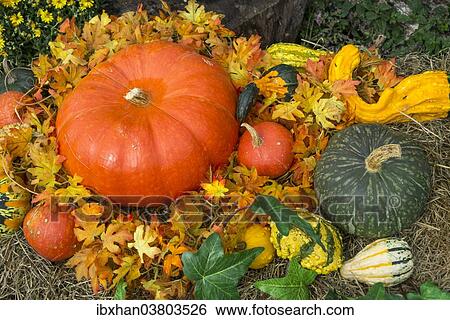 "Arrangement of pumpkins and flowers, Austria, Europe" View Large Photo Image Stock Photograph - "Arrangement of pumpkins and flowers, Austria, Europe". Fotosearch