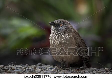 Stock Photograph - "Arrow-marked Babbler (Turdoides jardineii), Berlin, Germany, Europe". Fotosearch